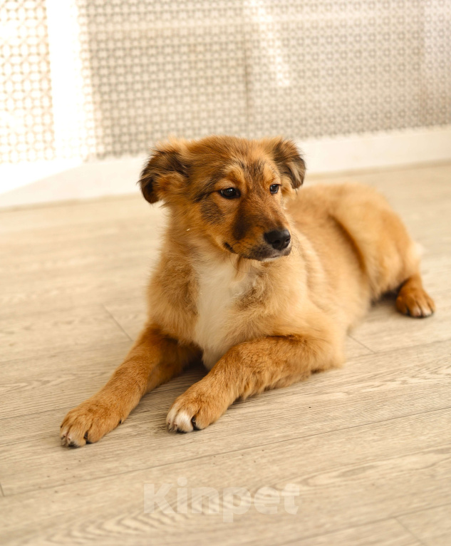 Собаки в Москве: Щенки бесплатно в Москве Девочка, Бесплатно - фото 5