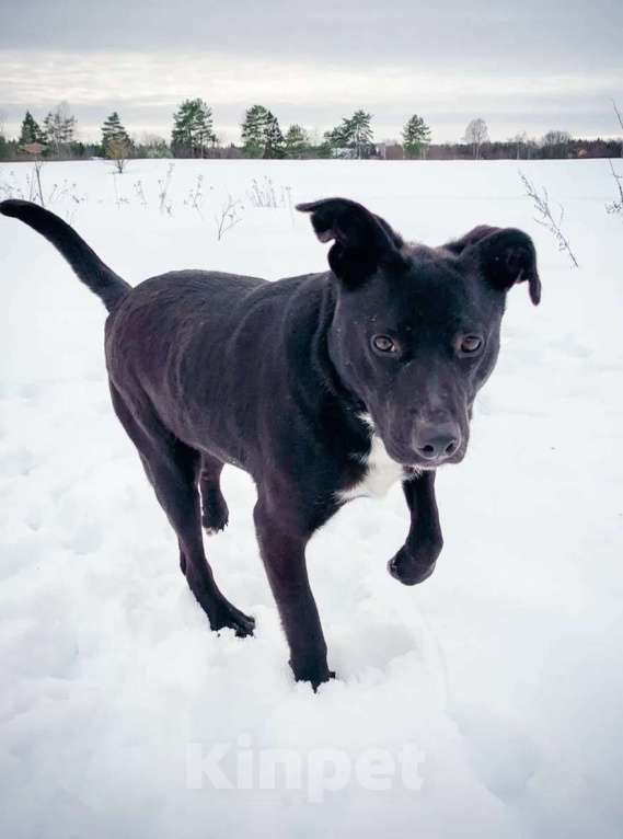 Собаки в других городах Московской области: Активная девочка Тесси ищет дом Девочка, Бесплатно - фото 6
