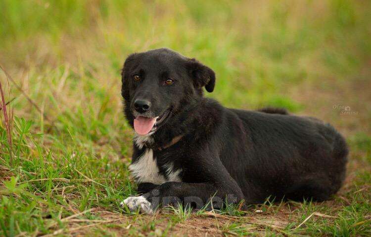 Собаки в Сланце: Метис хаски, Бесплатно - фото 1
