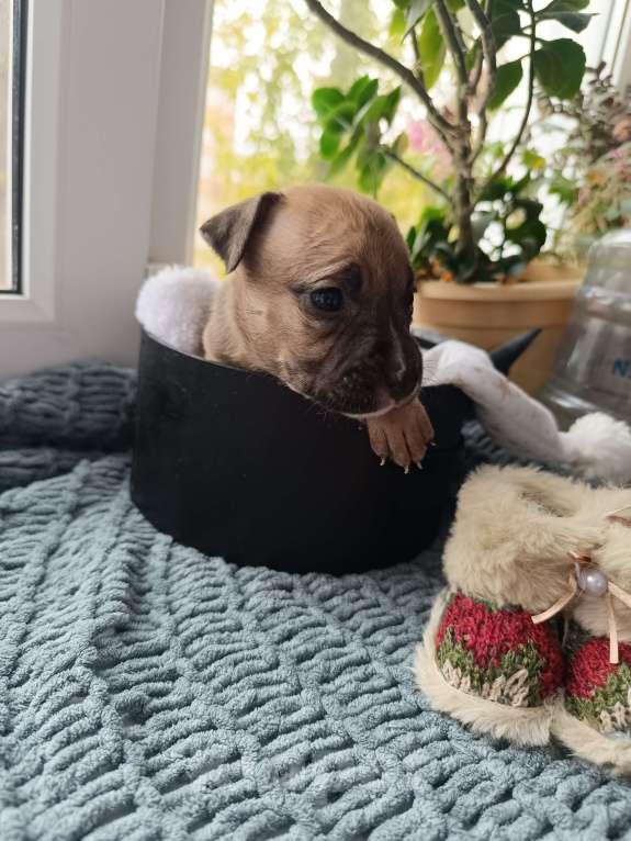 Собаки в Воронеже: Готова к брони девочка  Девочка, 10 000 руб. - фото 4