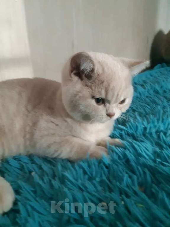 Кошки в Москве: Британский кремовый котенок Мальчик, 50 000 руб. - фото 3