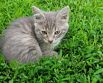 Кошки в Уфе: 4 котёнок Девочка, Бесплатно - фото 1