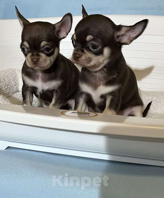 Собаки в Москве: Шоколадные чихуахуа Мальчик, 65 000 руб. - фото 2