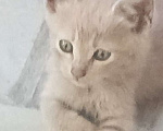 Кошки в Славянске-На-Кубани: Отдаю в добрые руки котенка  Мальчик, 100 руб. - фото 1