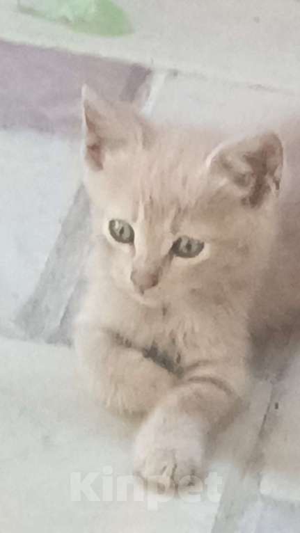 Кошки в Славянске-На-Кубани: Отдаю в добрые руки котенка  Мальчик, 100 руб. - фото 1