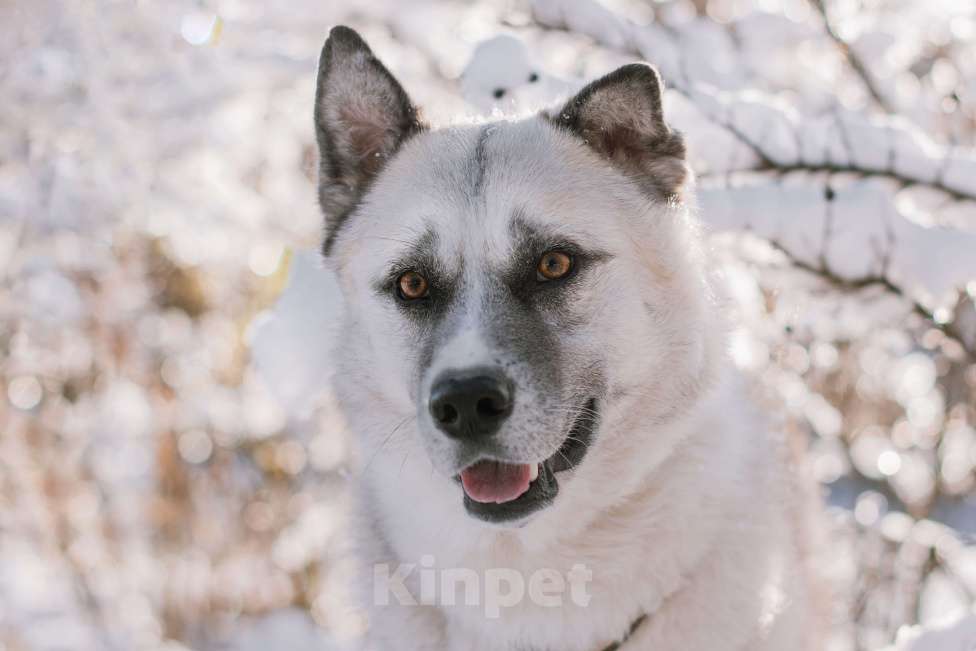 Собаки в Москве: Бинго Мальчик, Бесплатно - фото 5