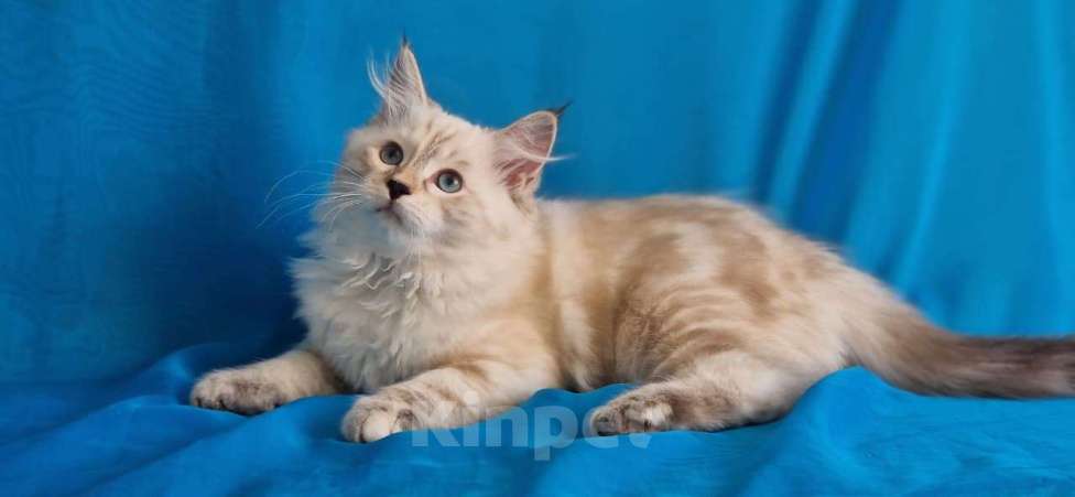 Кошки в Новосибирске: Izzi  Девочка, 55 000 руб. - фото 5