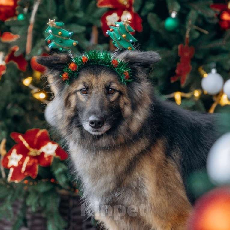 Собаки в других городах Московской области: Обладательница шикарной шубки и не менее шикарного характера в поисках семьи Девочка, Бесплатно - фото 5