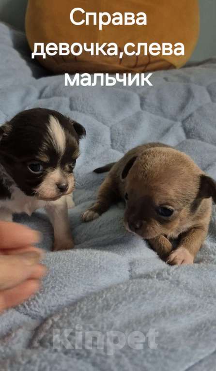 Собаки в Владикавказе: Чихуахуа Мальчик, 30 000 руб. - фото 4