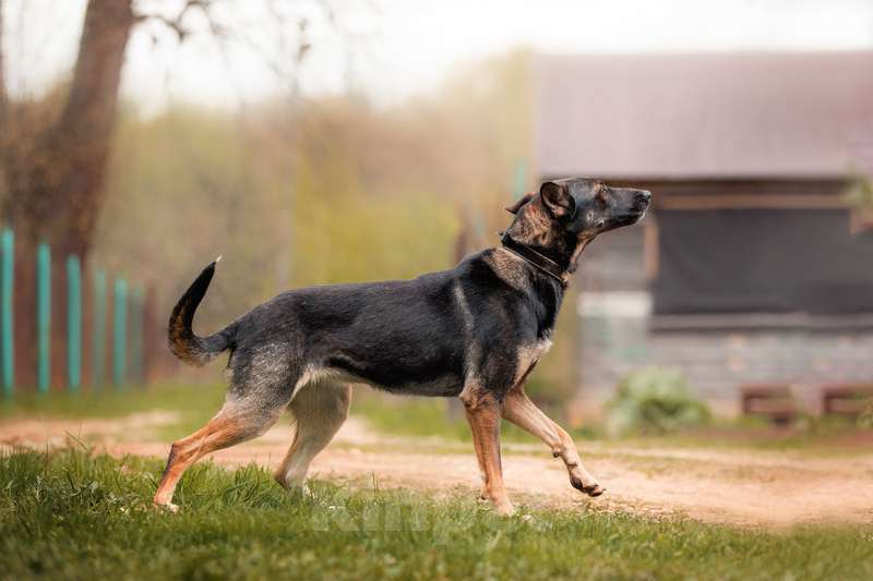 Собаки в Москве: Овчарка Глория в добрые руки Девочка, Бесплатно - фото 5