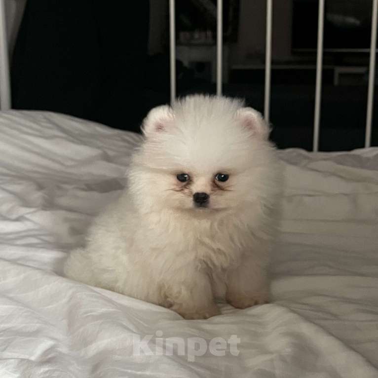 Собаки в Мур: мини шпиц мишка Мальчик, 35 000 руб. - фото 3