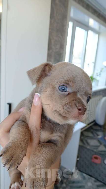 Собаки в Хабаровске: Продам мальчика чихуахуа с документами  Мальчик, 60 000 руб. - фото 3