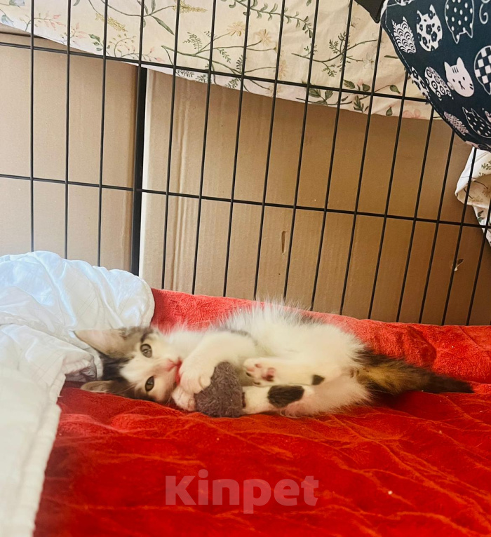 Кошки в Москве: Пушистик в поисках семьи❤️ Мальчик, Бесплатно - фото 2