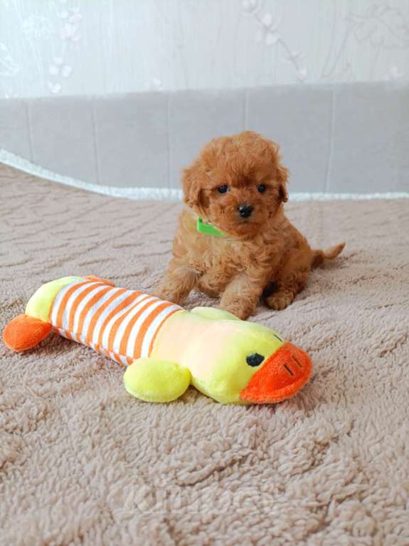 Собаки в Новосибирске: Той пудельки Девочка, 60 000 руб. - фото 3