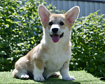 Собаки в Твери: Вельш корги пемброк щенок Девочка, 60 000 руб. - фото 3