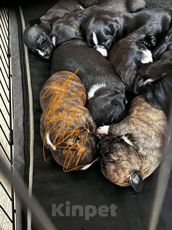 Собаки в Москве: Американские питбультерьеры Мальчик, 20 000 руб. - фото 10