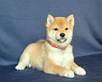 Собаки в Москве: Сиба ину.Мальчик 2 мес. Мальчик, 50 000 руб. - фото 2