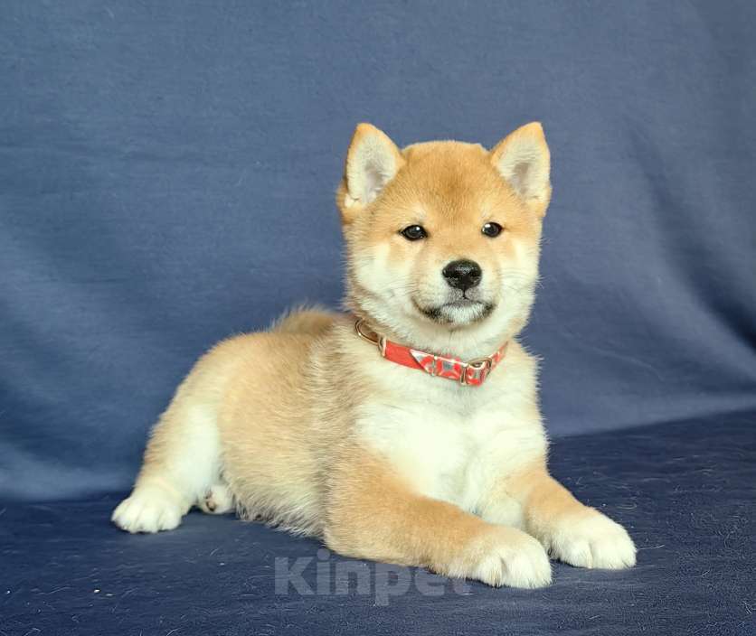 Собаки в Москве: Сиба ину.Мальчик 2 мес. Мальчик, 50 000 руб. - фото 2