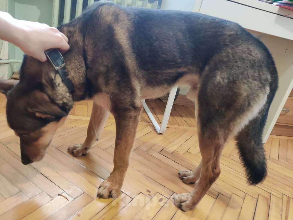 Собаки в Красногорске: Молодой мальчик Юджин ждёт своего хозяина  Мальчик, Бесплатно - фото 2