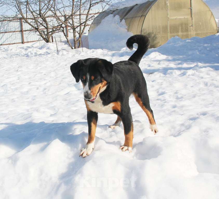 Собаки в Москве: щенки энтлебухера зенненхунда Девочка, Бесплатно - фото 2
