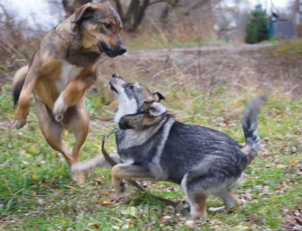 Собаки в Раменском: Веня ищет самых лучших хозяев Мальчик, Бесплатно - фото 6