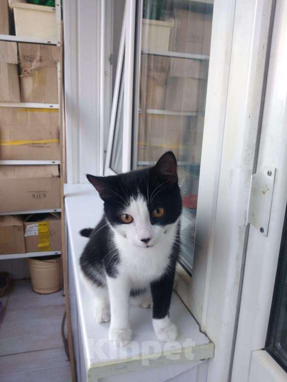 Кошки в Омске: Черно-белый котик 2 года Мальчик, Бесплатно - фото 6