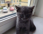 Кошки в Твери: Шотландский прямоухий котёнок Мальчик, 4 000 руб. - фото 1