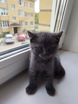 Шотландский прямоухий котёнок