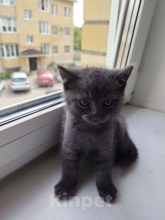 Кошки в Твери: Шотландский прямоухий котёнок Мальчик, 4 000 руб. - фото 1