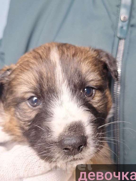 Собаки в Химках: Маленькие пушистые комочки счастья ищут свой дом! Разнополые, Бесплатно - фото 8