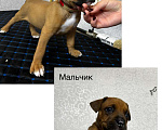Собаки в Обнинске: Щенок Мальчик, 15 000 руб. - фото 1