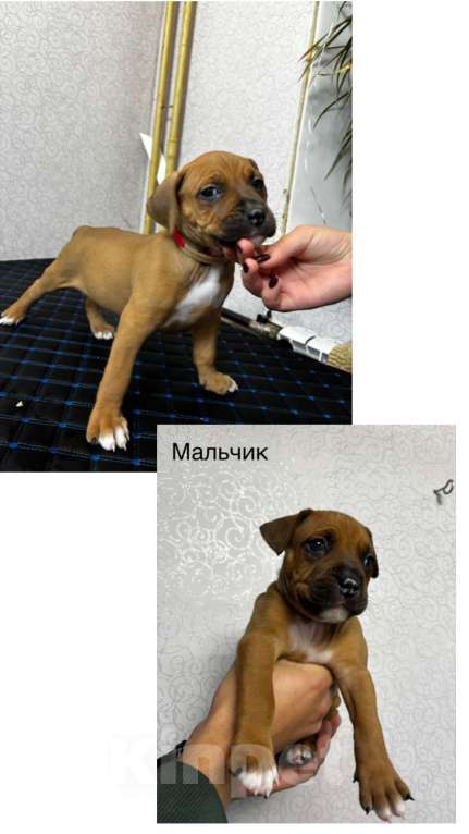 Собаки в Обнинске: Щенок Мальчик, 15 000 руб. - фото 1