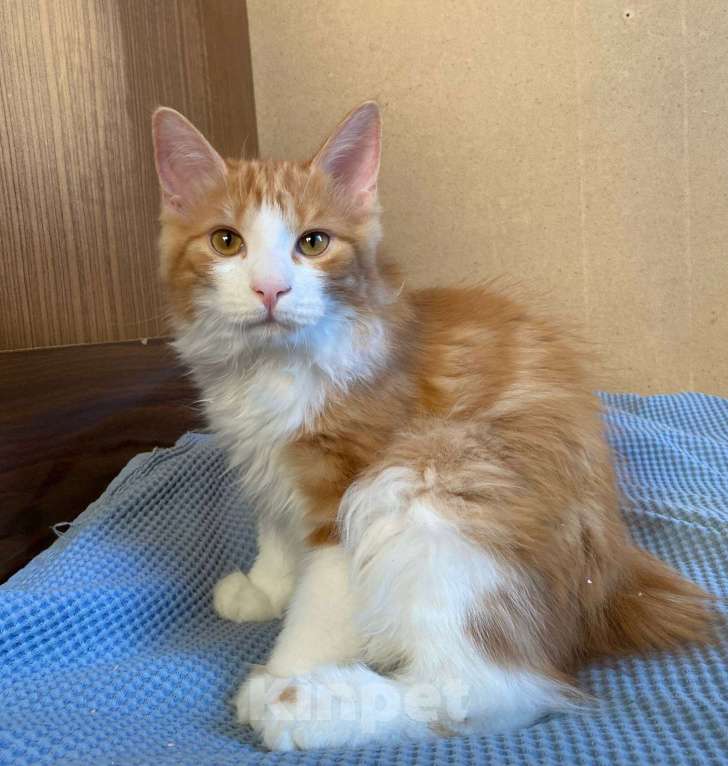 Кошки в Москве: Котёнок курильский бобтейл Мальчик, 35 000 руб. - фото 4