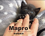 Кошки в Москве: Кошка Марго 1 месяц в добрые руки даром Девочка, Бесплатно - фото 1