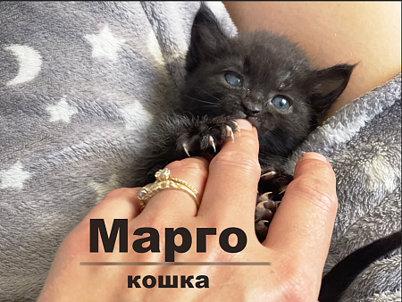 Объявление: Кошка Марго 1 месяц в добрые руки даром, Бесплатно, Москва