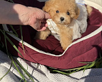 Собаки в Москве: Мальтипу Микро с Кукольной 😍 Baby-face Девочка, 230 000 руб. - фото 6