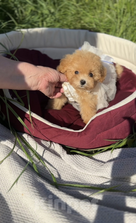 Собаки в Москве: Мальтипу Микро с Кукольной 😍 Baby-face Девочка, 230 000 руб. - фото 6