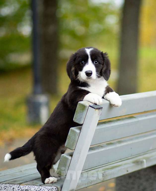 Собаки в Санкт-Петербурге: Великолепный щенок вельш-корги кардиган Мальчик, 45 000 руб. - фото 6