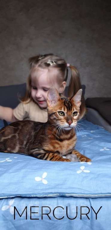 Кошки в Ставрополе: Бенгальские котята Мальчик, 40 000 руб. - фото 3