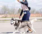 Собаки в Астрахани: Кобель хаски Мальчик, 1 руб. - фото 4