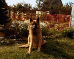 Собаки в Перми: Вязка немецкая овчарка, Бесплатно - фото 2