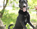Собаки в Москве: Черный красавчик Блэк в дар Мальчик, Бесплатно - фото 1