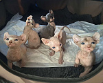 Кошки в Лыткарино: Продаются котята сфинкс эльфы Девочка, 17 000 руб. - фото 1