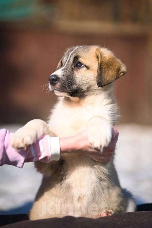 Собаки в Красногорске: Бетховен Мальчик, Бесплатно - фото 3