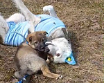 Собаки в Москве: Щеночки как игрушечки Мальчик, Бесплатно - фото 10