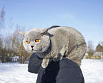 Кошки в Вологде: Британский голубой котенок Мальчик, 40 000 руб. - фото 7