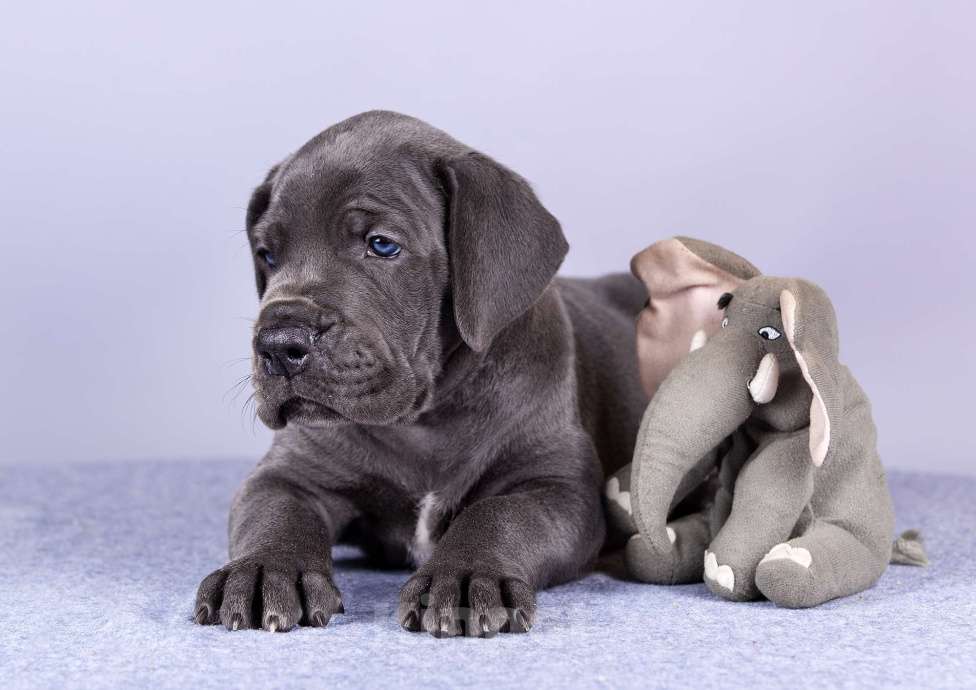Собаки в Нижнем Новгороде: Немецкий Дог Чемпион Моего Сердца (Зелёная лента) Мальчик, 100 000 руб. - фото 5