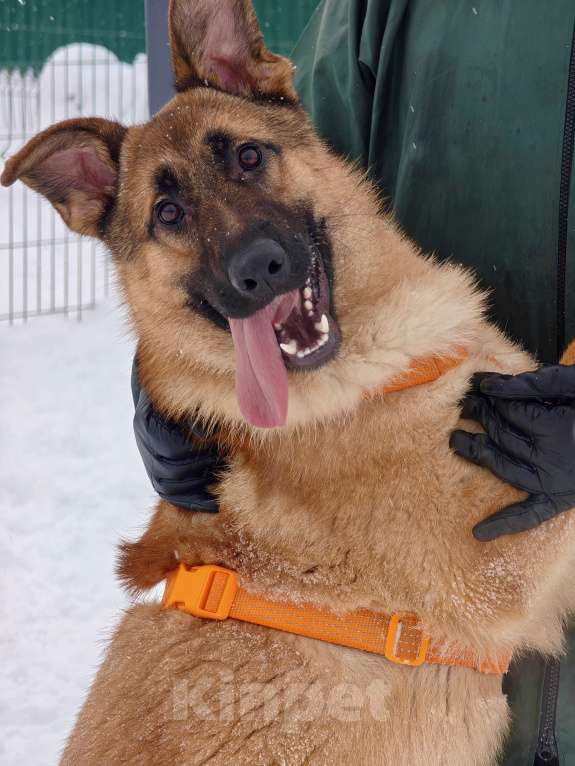 Собаки в Москве: Микки ищет дом Мальчик, Бесплатно - фото 9