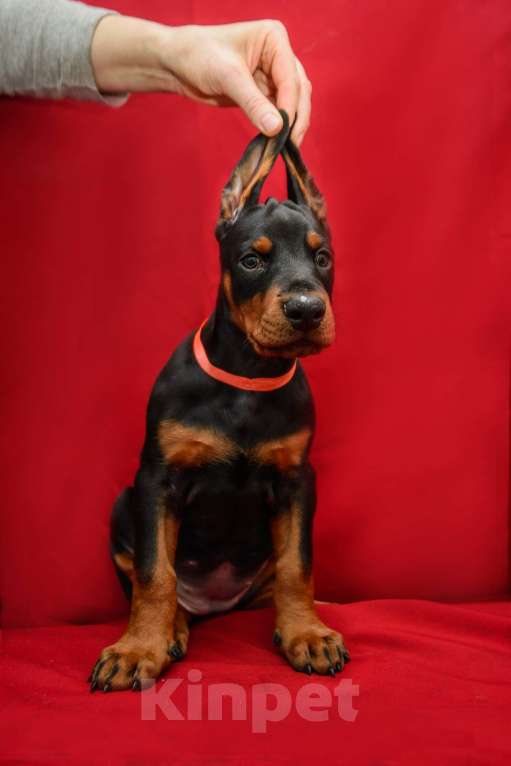 Собаки в Москве: Щенки добермана Мальчик, 100 000 руб. - фото 4