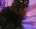 Кошки в Москве: Черный пушистый котенок Мальчик, Бесплатно - фото 7